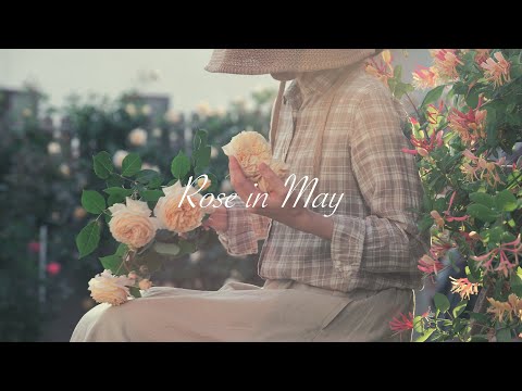 Видео: Роза в мае / Процесс посадки роз и их выращивания в течение двух лет.