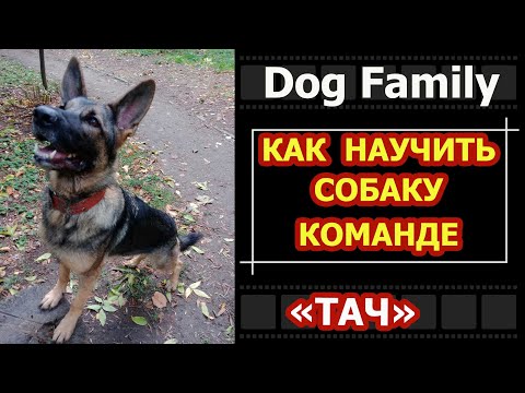 Видео: КАК ДРЕССИРОВАТЬ НЕМЕЦКУЮ ОВЧАРКУ КАК НАУЧИТЬ СОБАКУ КОМАНДЕ ТАЧ ДРЕССИРОВКА НЕМЕЦКОЙ ОВЧАРКИ