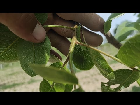 Видео: Куртак пайванд учун новда олиш