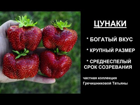 Видео: ЦУНАКИ, сорт гигант, вкуснейший среднеспелый сорт