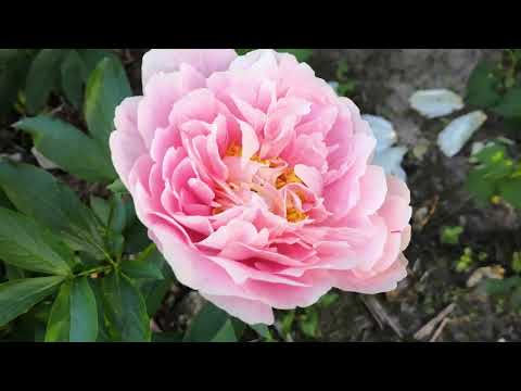 Видео: Первое деление, итоги, часть четвертая