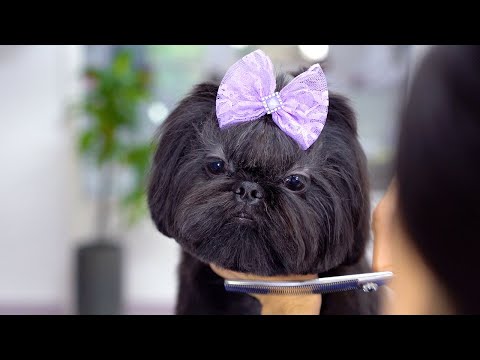 Видео: Первая стрижка красивой ши-тцу с черными волосами!✂️❤️🐶 Такая красивая!!