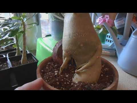 Видео: Адениум. Как выглядят адениумы в начале зимы. Признак вариегатности. Ностальгия по фиалкам