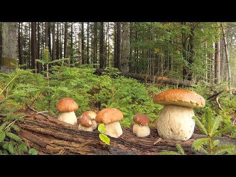 Видео: За белыми грибами в далёкий лес.