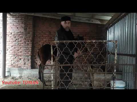 Видео: Карачаевская Кабылка семь месяцев, первый Контакт. прогулка с Лахибом.