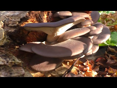 Видео: ГРИБЫ ВЕШЕНКИ ПОШЛИ! Вёшенка устричная во всей красе! Поход по грибы в сад!