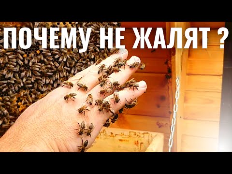 Видео: ПОЧЕМУ ПЧЁЛЫ НЕ КУСАЮТ (ЖАЛЯТ) ?