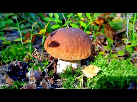 Видео: ГРИБЫ