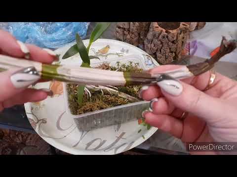 Видео: Дендробиумы / Посадка / Уход / красивые горшочки И посадка