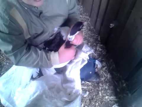 Видео: Обрезка крыльев у мускусных уток и небольшой обзор молодняка.