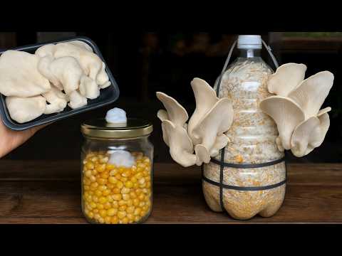 Видео: 🍄Как вырастить грибы из купленных на рынке