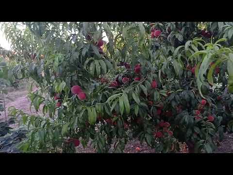 Видео: Персик Роял Глори  (Royal Glory)