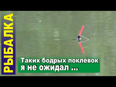 Видео: Таких бодрых поклевок я не ожидал! Ловля карася на поплавочную удочку.