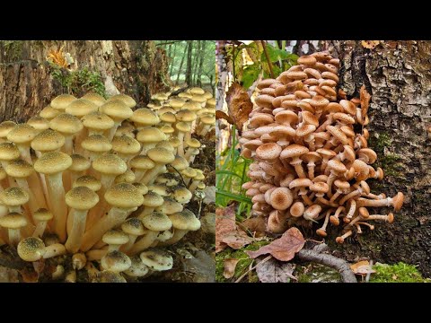 Видео: ОСЕННИЕ ОПЯТА ПРИВЕЛИ В ВОСТОРГ, ГРИБНИК В ШОКЕ ОТ ТАКОГО ИЗОБИЛИЯ В ПОДМОСКОВЬЕ 22 сентября