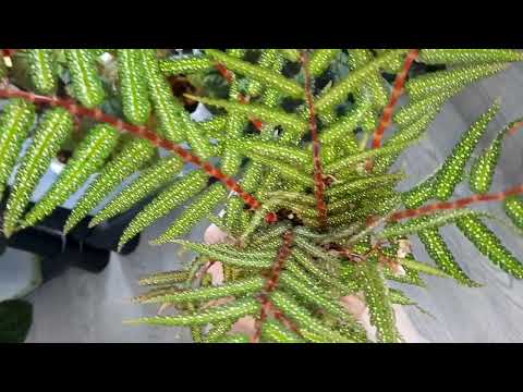 Видео: Бегония Pteridiformis var