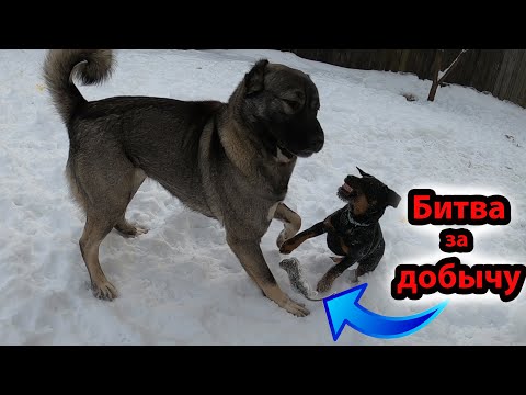 Видео: 5-и месячный щенок Ягдтерьера ловит крыс и не хочет поделится с собаками и с волком