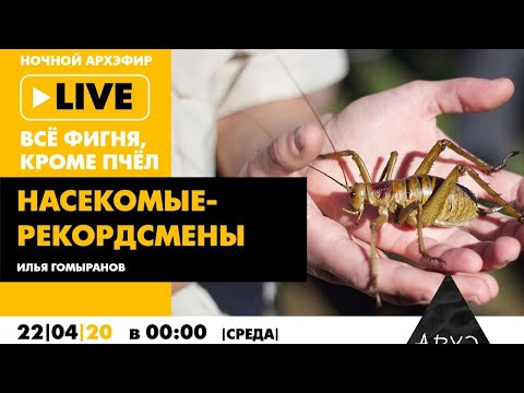 Видео: Ночной АРХЭфир «Все фигня, кроме пчел». «Насекомые-рекордсмены»