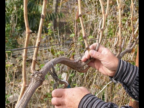 Видео: Обрезка винограда:  делай раз.