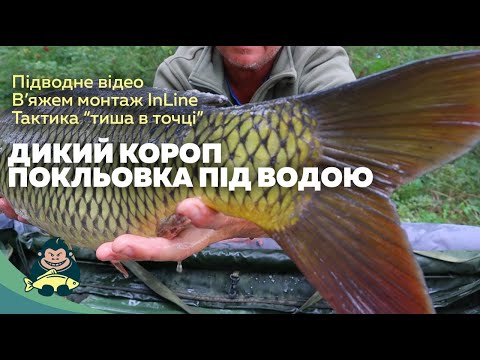 Видео: Дикий короп потрапив на камеру