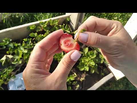 Видео: Дегустація на грядках 🍓 Флорида Бюті 🍓 Мурано 🍓 ХАДЕМАР 🍓 Анія 🍓 Альтесс 🍓 МАДЖЕСТІК 🍓 НСД 13.07.24