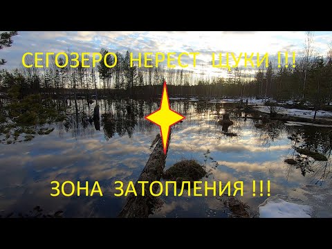 Видео: Сегозеро. Выезд на вездеходе, нерест щуки. #Сегозеро #ОтдыхКарелия #РыболовныйГид #ПогодаПоповПорог