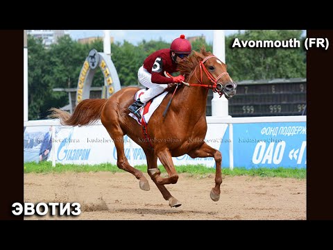 Видео: Жеребец - производитель ЭВОТИЗ Avonmouth на СЛУЧКУ тел. +79883400208 WhatsApp Telegram