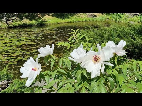 Видео: Японская лирическая песня "Воспоминание об Окухиде"
