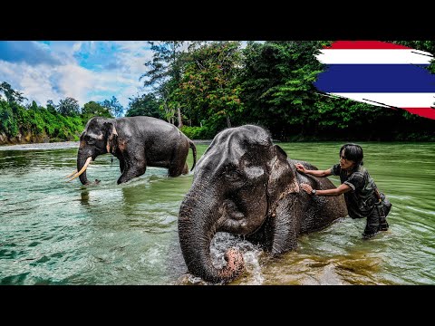 Видео: МЫ МЫЛИ СЛОНОВ С ДЕВУШКАМИ ИЗ ШВЕЦИИ!! HOT HOURS WITH ELEPHANS КО САМУИ/ТАИЛАНД 🇹🇭 ~247