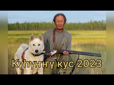 Видео: Күһүҥҥү кус 2023 сыл. Иккис чааһа