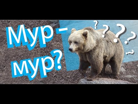 Видео: Как разговаривают ФИНСКИЕ ЖИВОТНЫЕ? Почему медведь мурлыкает?