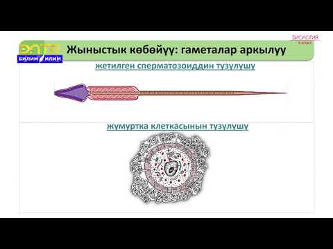 Видео: 8-класс | Биология | Көбөйүү жана өрчүү