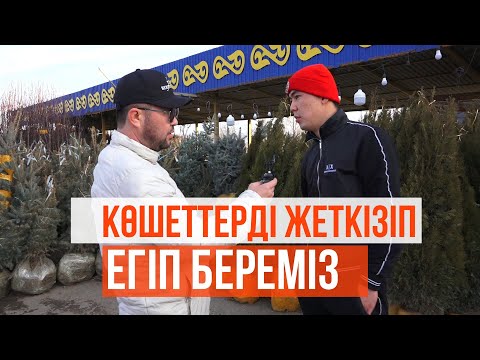 Видео: Көшет БИЗНЕСІ. Көшеттерді жеткізіп, егіп береміз.