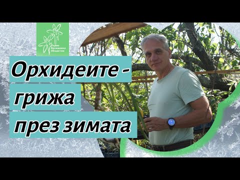 Видео: Орхидеи   грижи през зимата Част 1