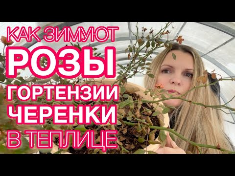 Видео: ОБЗОР РАСТЕНИЙ В ТЕПЛИЦЕ / РОЗЫ В ГОРШКАХ / ГОРТЕНЗИИ И ЧЕРЕНКИ