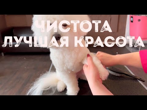 Видео: Гигиенический уход за бишон фризе в домашних условиях, все секреты и особенности процедур.