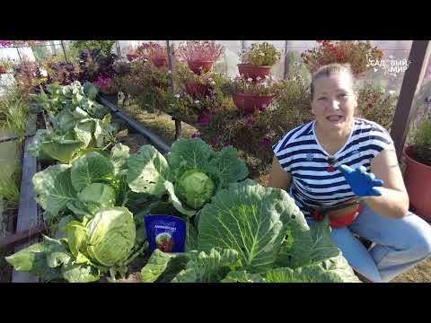 Видео: ДЕЛА САДОВЫЕ НА ДАЧЕ - СЕНТЯБРЬСКИЙ МАРАФОН.