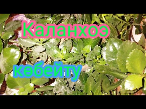Видео: Каланхоэ гүлін көбейту өте оңай.#өсімдік #гулдер #үйдің #өсіру #каланхоэ Гүлдер әлемі 🌺