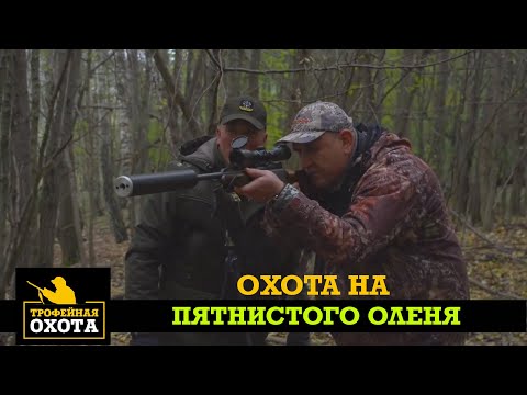 Видео: Охота на Пятнистого Оленя | Трофейне Полювання №6