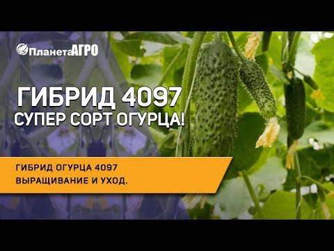 Видео: 🥒 Гибрид огурца 4097 🌿 Выращивание и уход за гибридом 4097** | Планета Агро