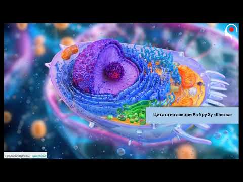Видео: О клетках и их обновлении