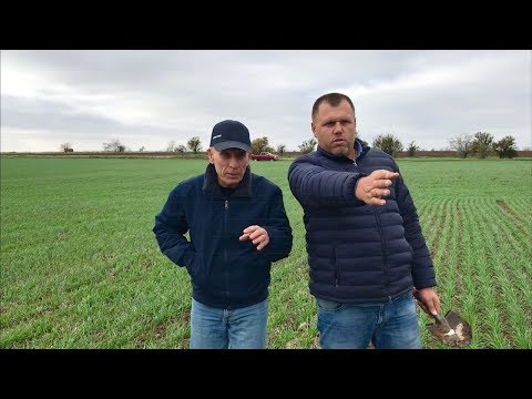 Видео: Осеннее применение гербицидов на озимых культурах