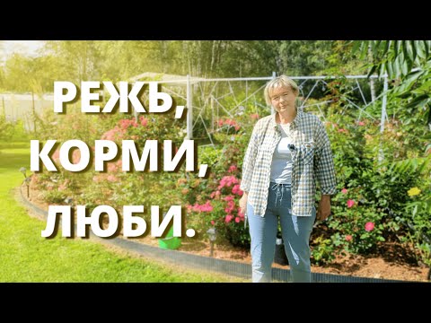 Видео: ОБРЕЗКА И ПОДКОРМКА РОЗ В КОНЦЕ ЛЕТА