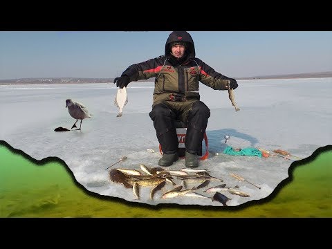 Видео: Рыбалка на донку м поплавок. Ловля камбалы и наваги в глухозимье.