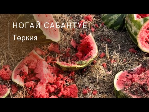 Видео: Төркиядә Ногайлар сабантуе