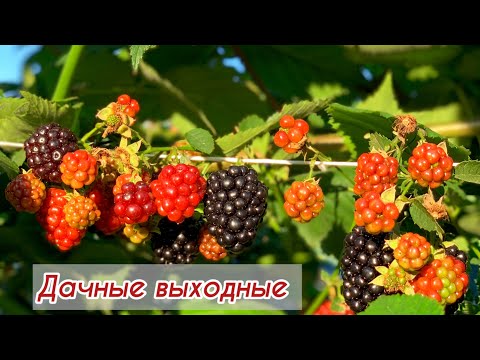 Видео: На даче #25//Дачные выходные//пересадка гортензии//сбор моркови! 7.09.2024.г.