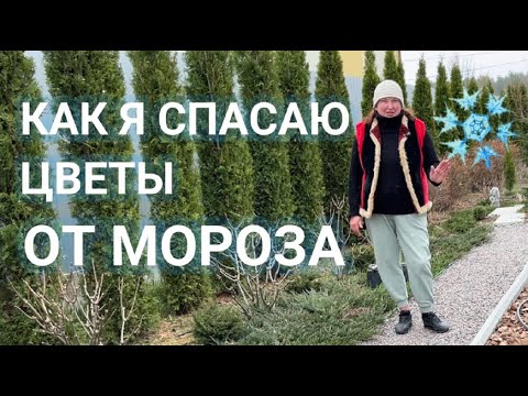 Видео: КАК СПАСТИ РАСТЕНИЯ ОТ ЗАМОРОЗКОВ ВЕСНОЙ | Мой опыт защиты сада от холода