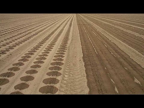 Видео: Подпочвенное капельное орошение (SDI) в садоводстве Молдовы: плюсы, минусы, перспективы, стоимость