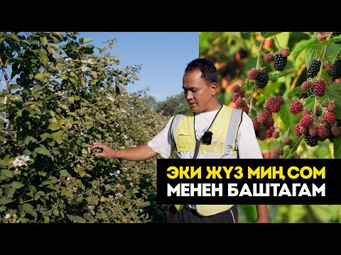 Видео: Ежевика аябай жакшы гүлдөп жатат. Ежевиканын секреттерин баарын айтып салды. Түшүмү кандай болот?