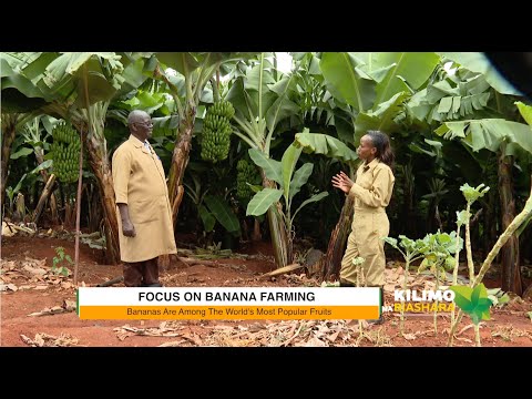 Видео: Сельское хозяйство и бизнес | Выращивание бананов