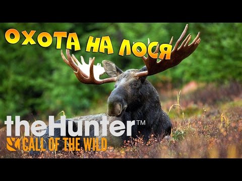 Видео: theHunter Call of the Wild #7 - Охота на лося